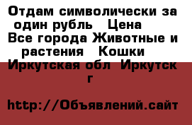 Отдам символически за один рубль › Цена ­ 1 - Все города Животные и растения » Кошки   . Иркутская обл.,Иркутск г.